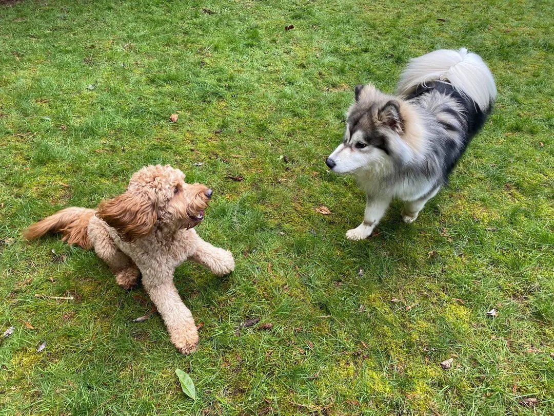 Two dogs meeting and playing on the grass