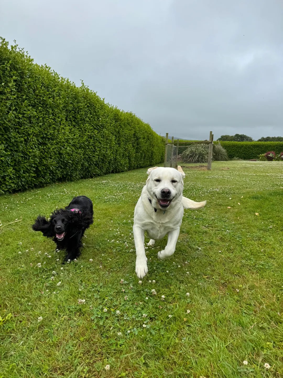 Two of our guests running across the garden