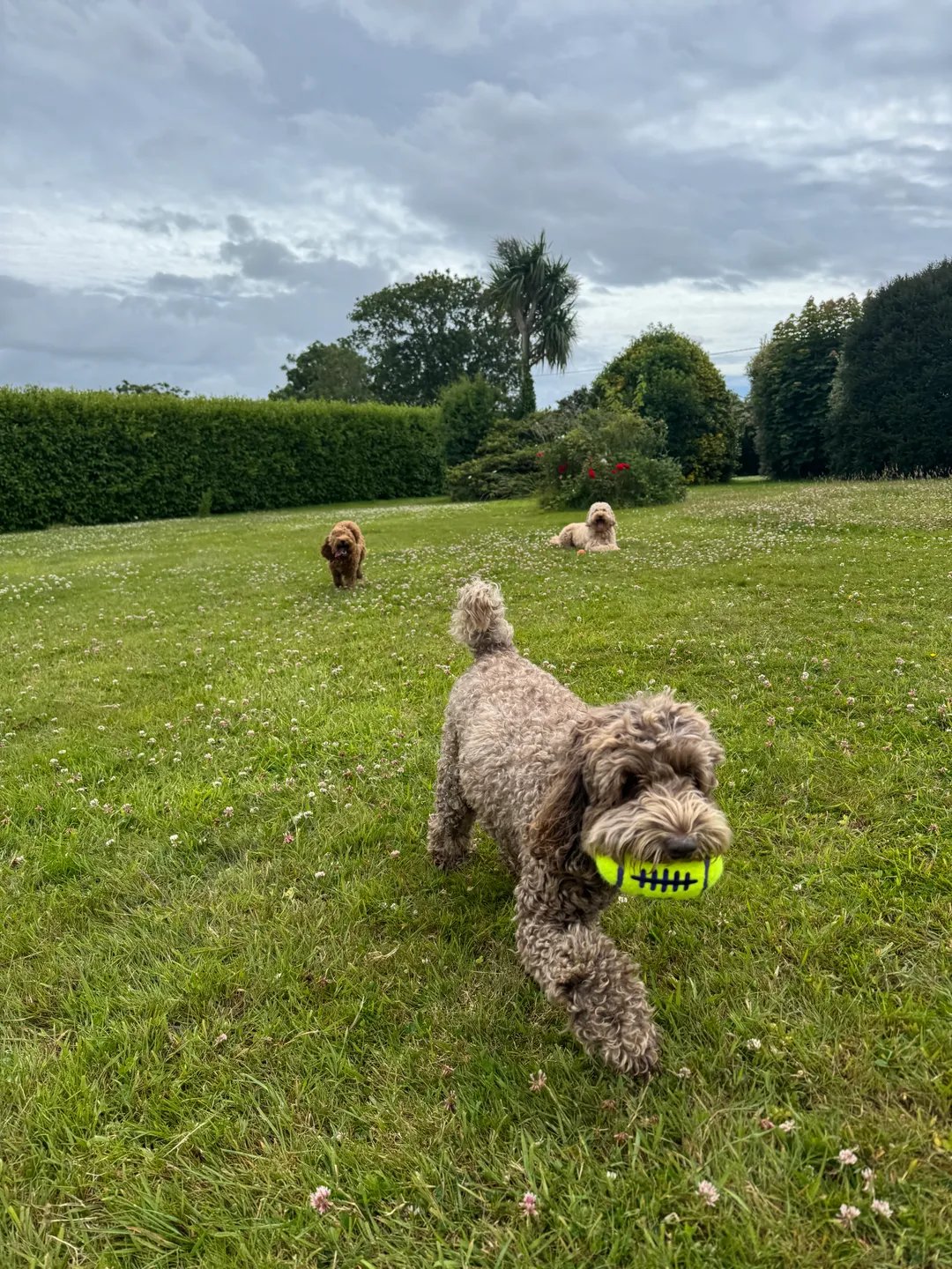 Dogs out in the fetch field, one carrying a ball